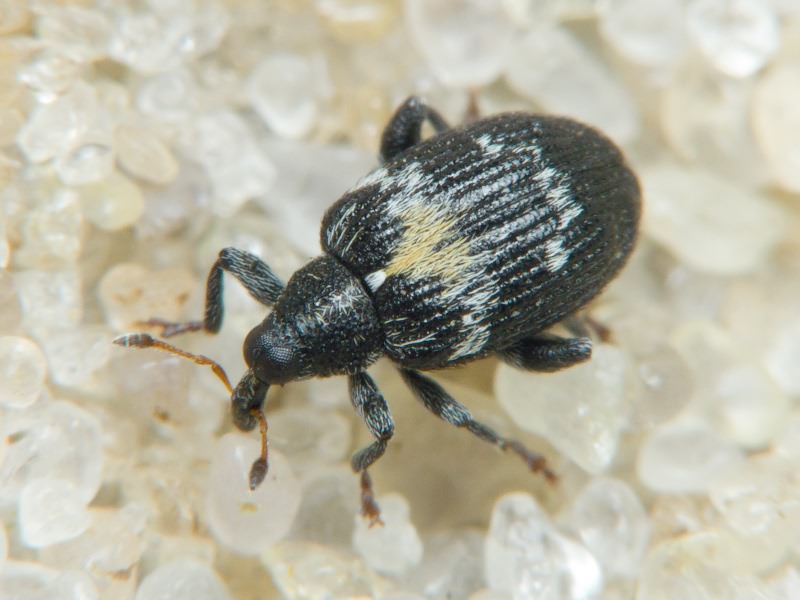 Tachyerges salicis (Linnaeus, 1758)